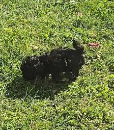 Miniature poodles ~ Caniche Miniature - Photo 4