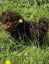 Miniature poodles ~ Caniche Miniature - Photo 5