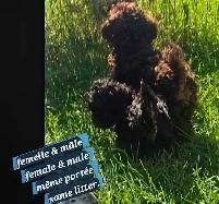 Miniature poodles ~ Caniche Miniature - Photo 6