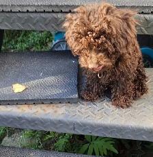 Miniature poodles ~ Caniche Miniature - Photo 7