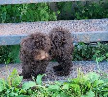 Miniature poodles ~ Caniche Miniature - Photo 8