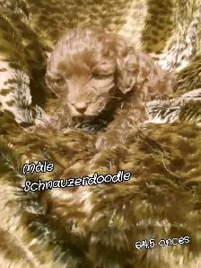 Miniature poodles ~ Caniche Miniature - Photo 9