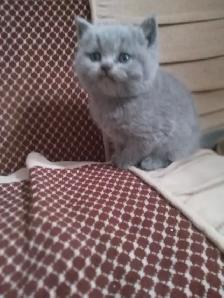 Scottish Straight Blue and Lilac  kittens registered in CCA/AFC - Photo 2