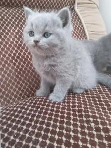 Scottish Straight Blue and Lilac  kittens registered in CCA/AFC - Photo 5