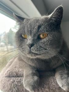 Scottish Straight Blue and Lilac  kittens registered in CCA/AFC - Photo 10