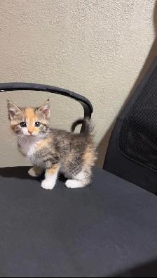 beautiful baby for sale - Photo 2