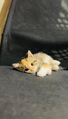 beautiful baby kittens for sale - Photo 3