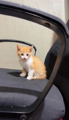 beautiful baby kittens for sale - Photo 4