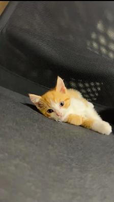 beautiful baby kittens for sale - Photo 6