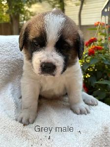 St Bernard Puppies.