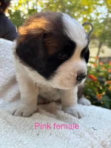 St Bernard Puppies. - Photo 2