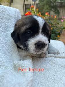 St Bernard Puppies. - Photo 3