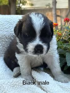 St Bernard Puppies. - Photo 4