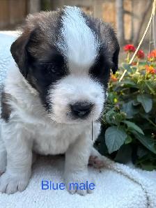 St Bernard Puppies. - Photo 5