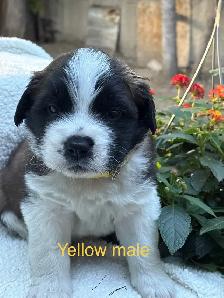 St Bernard Puppies. - Photo 6