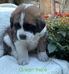 St Bernard Puppies. - Photo 7