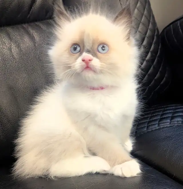 ❤️ RAGDOLL KITTENS ❤️