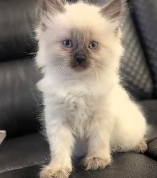 ❤️ RAGDOLL KITTENS ❤️ - Photo 2