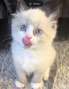 ❤️ RAGDOLL KITTENS ❤️ - Photo 3