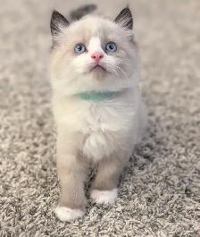 ❤️ RAGDOLL KITTENS ❤️ - Photo 4