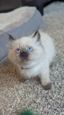 ❤️ RAGDOLL KITTENS ❤️ - Photo 5