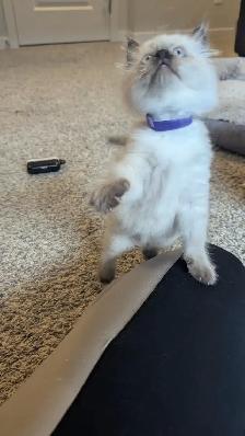 ❤️ RAGDOLL KITTENS ❤️ - Photo 6