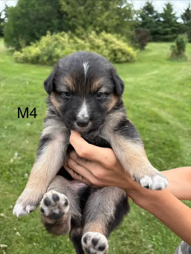 Australian Shepherd German Shepherd Cross