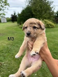 Australian Shepherd German Shepherd Cross - Photo 2