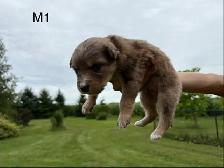 Australian Shepherd German Shepherd Cross - Photo 3