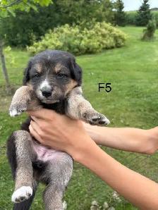 Australian Shepherd German Shepherd Cross - Photo 4