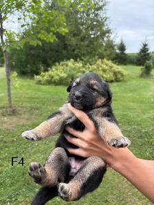 Australian Shepherd German Shepherd Cross - Photo 5
