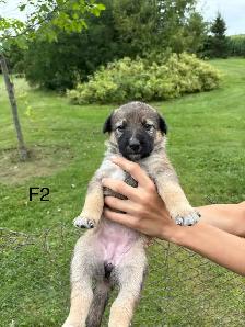 Australian Shepherd German Shepherd Cross - Photo 6