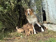 Australian Shepherd German Shepherd Cross - Photo 8