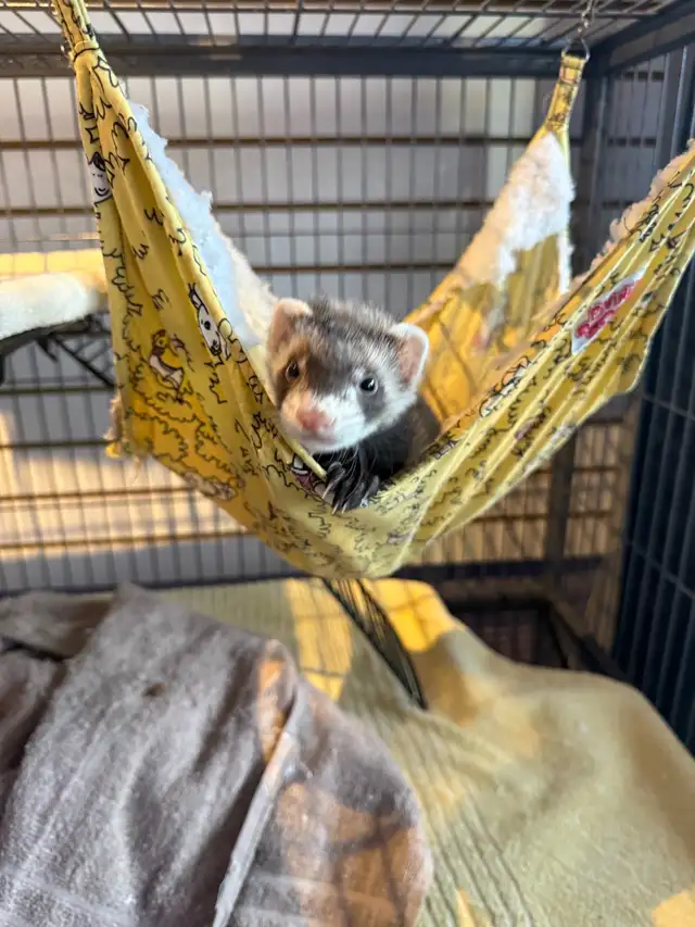 Marshall Ferrets