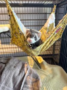 Marshall Ferrets