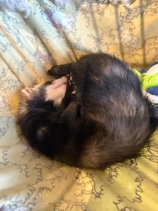 Marshall Ferrets - Photo 2