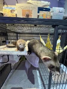 Marshall Ferrets - Photo 3