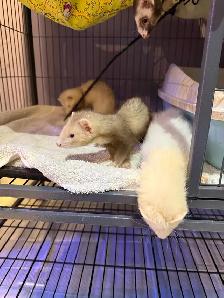 Marshall Ferrets - Photo 4