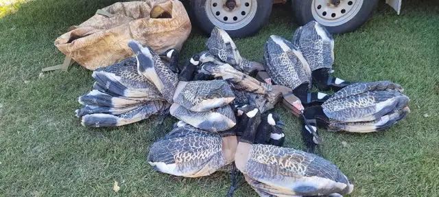Sillosock Decoys