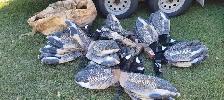 Sillosock Decoys