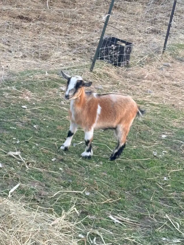 waiting list for baby goats in Spanish ont contact me