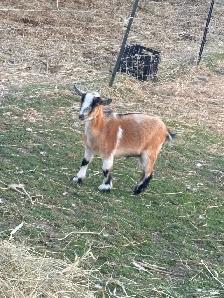 waiting list for baby goats in Spanish ont contact me