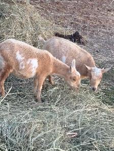 waiting list for baby goats in Spanish ont contact me - Photo 2