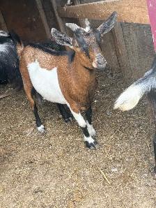 waiting list for baby goats in Spanish ont contact me - Photo 3