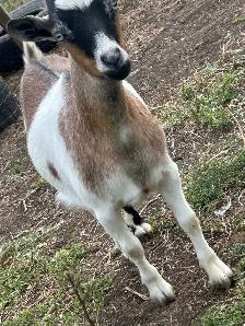 waiting list for baby goats in Spanish ont contact me - Photo 4