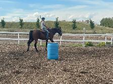 Summer Kids Camp Horses for Sale - Photo 3