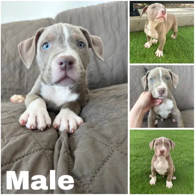 American Bulldog Pups