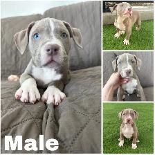 American Bulldog Pups