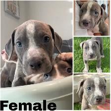 American Bulldog Pups - Photo 2