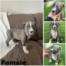 American Bulldog Pups - Photo 3